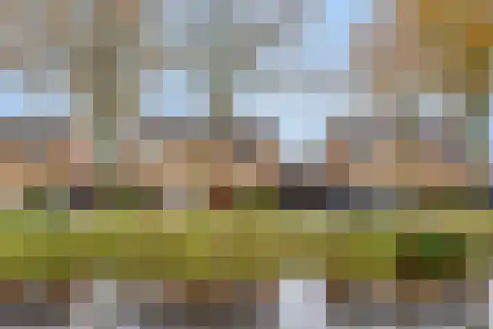 Boveneind 95 Leek thumbnail 42