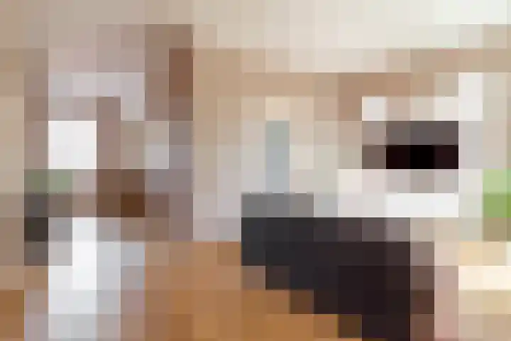 Bovenste Eind 21 Echt thumbnail 10