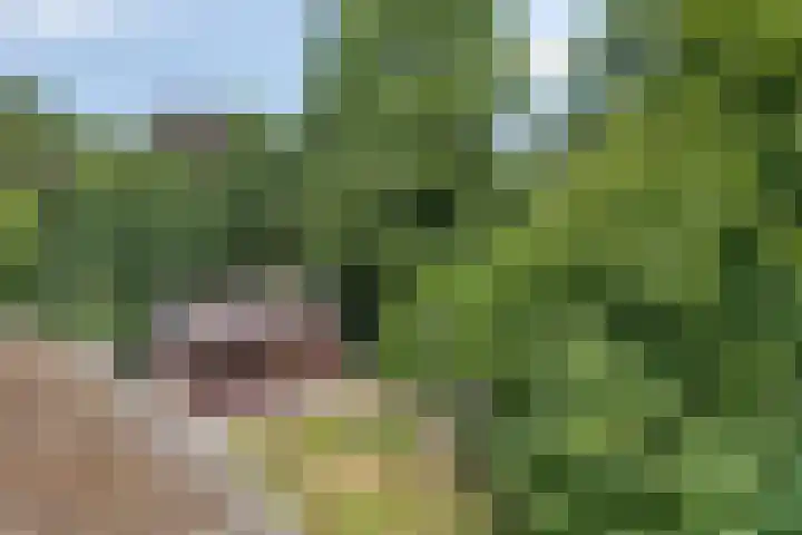 Bovensteweg 34 Mook thumbnail 28