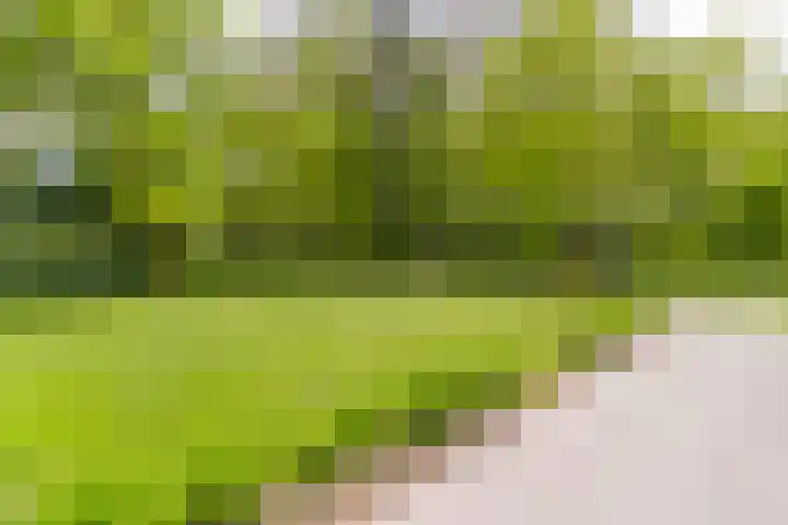 Bovenweg 7 't Harde thumbnail 82