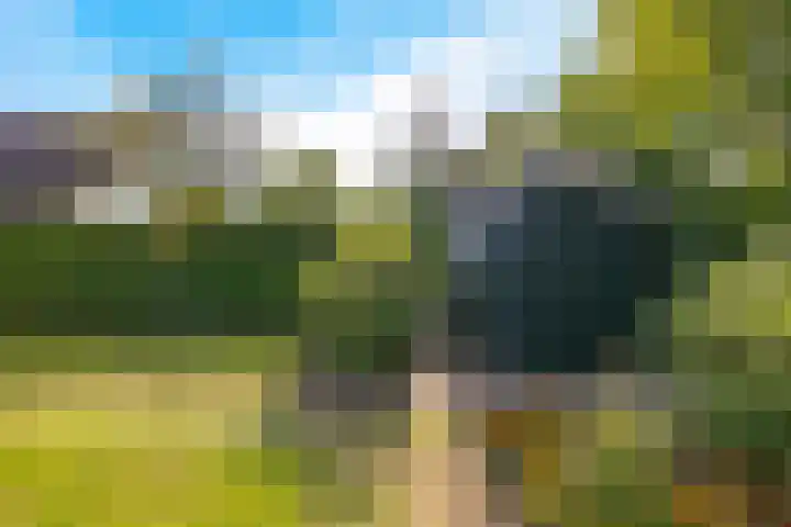 Braambos 10 Sleen thumbnail 44