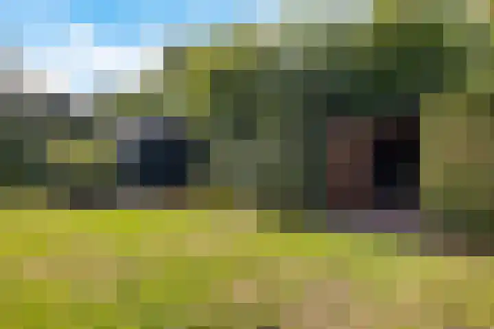 Braambos 10 Sleen thumbnail 45