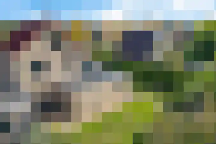 Braambos 10 Sleen thumbnail 5