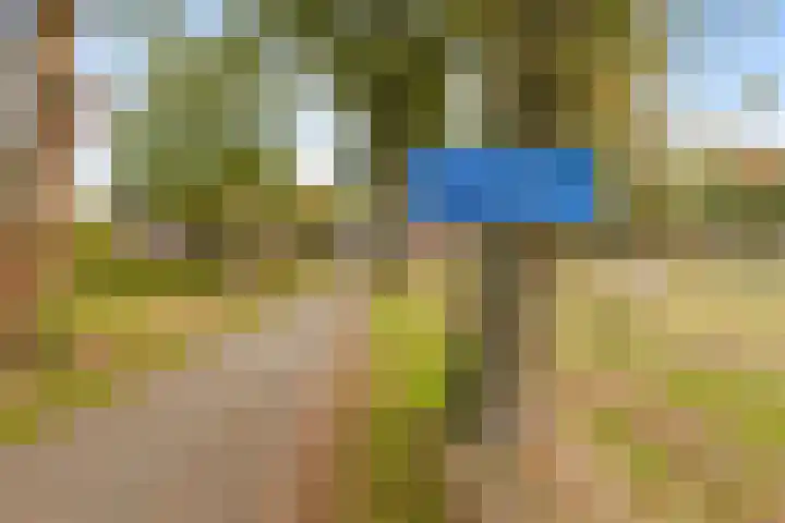 Braambos 10 Sleen thumbnail 6