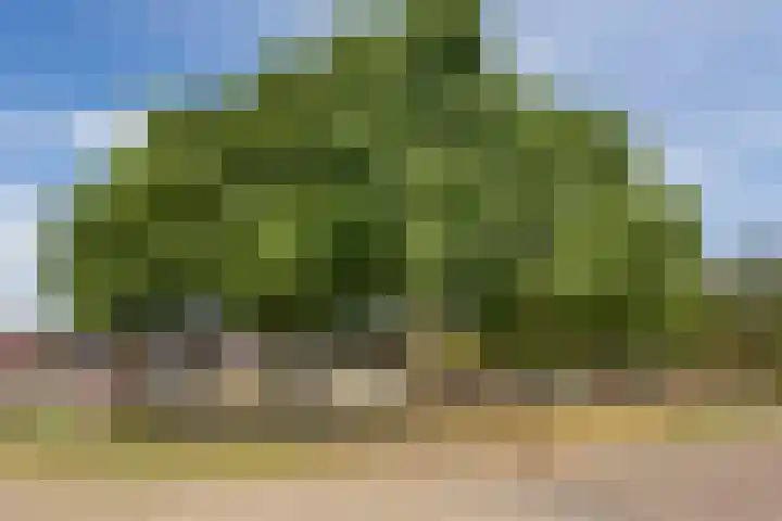 Braillestraat 3 Grave thumbnail 36