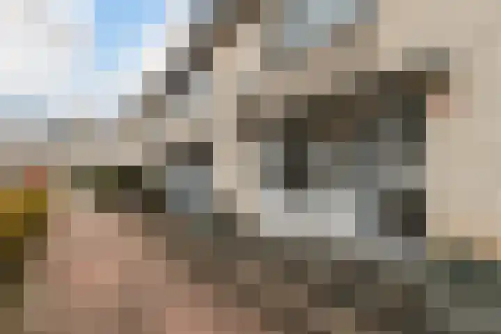Branco 36 Dordrecht thumbnail 7