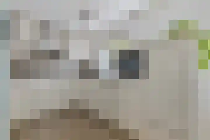 Brandebeemd 16 Breda thumbnail 8