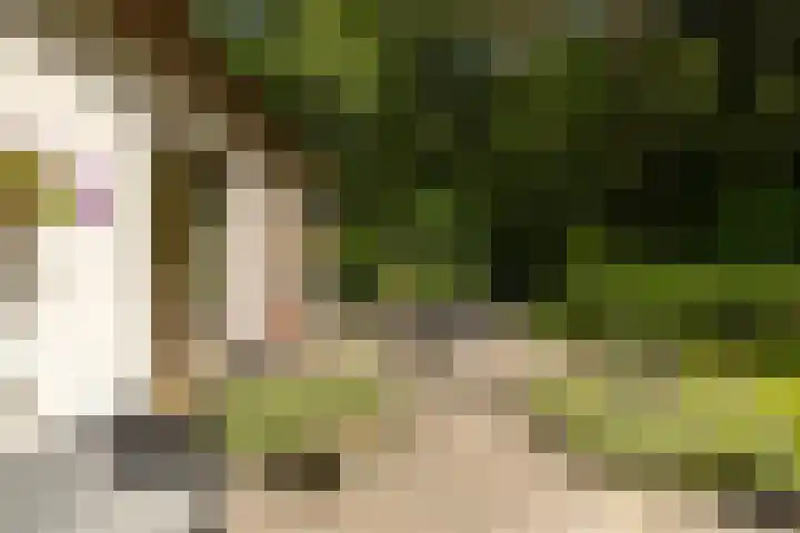 Brandsweg 44 Hulshorst thumbnail 39
