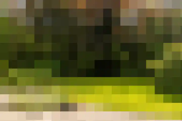 Brandsweg 44 Hulshorst thumbnail 7