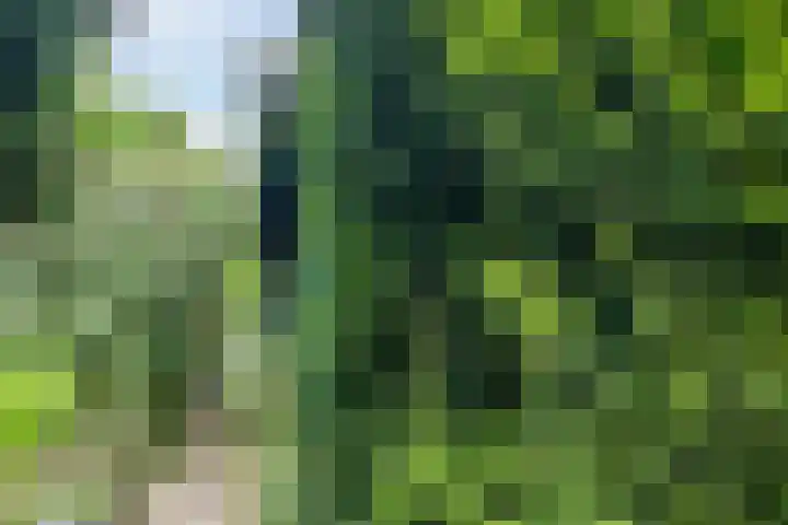 Brantsenpark 38 De Steeg thumbnail 51