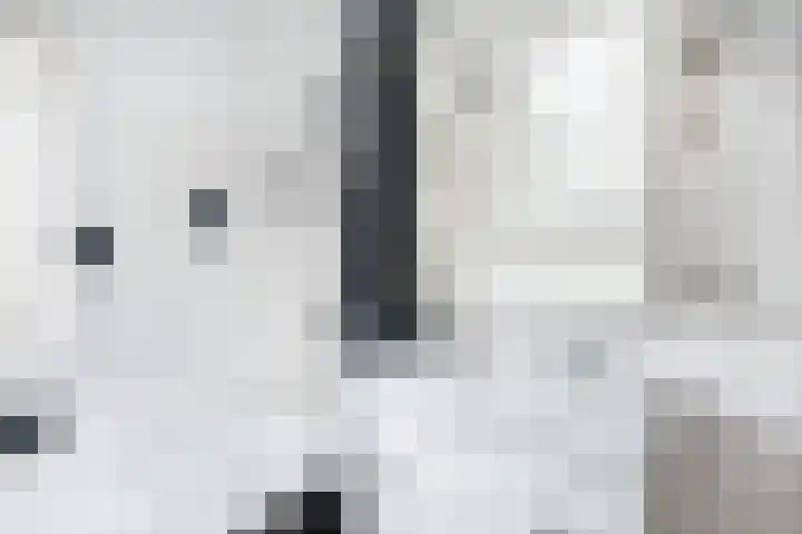 Brasem 17 Hellevoetsluis thumbnail 14