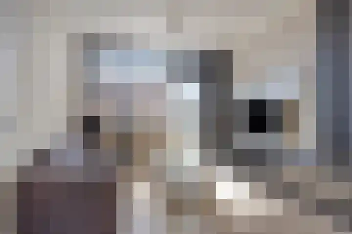 Bredalaan 157 A Eindhoven thumbnail 7