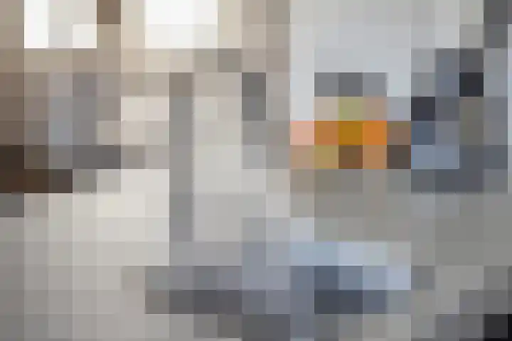 Brederode 34 Dodewaard thumbnail 12