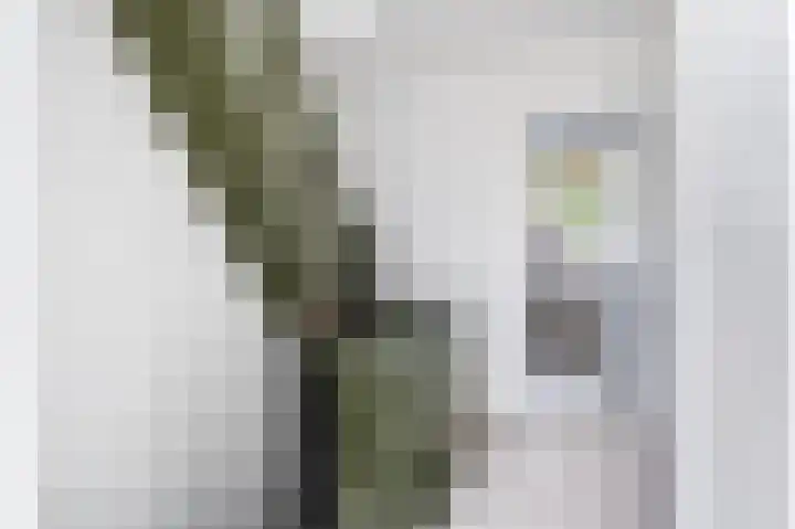 Brederode 58 Duiven thumbnail 59