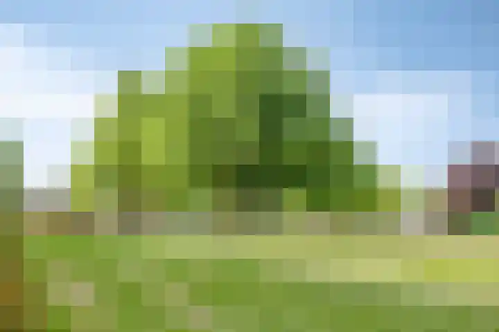 Bree 20 Veldhoven thumbnail 43
