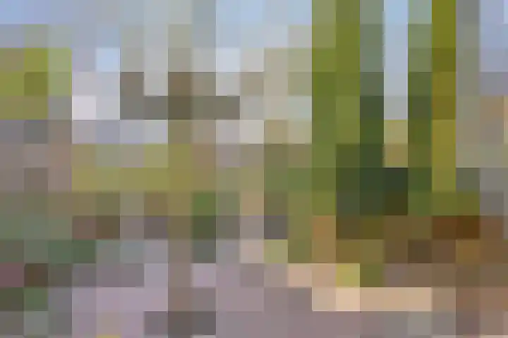 Bree 40 Veldhoven thumbnail 4