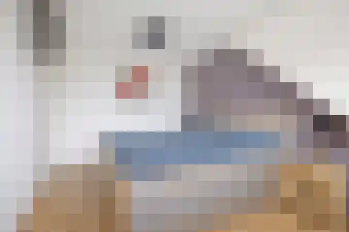 Breed 8 Midwoud thumbnail 20