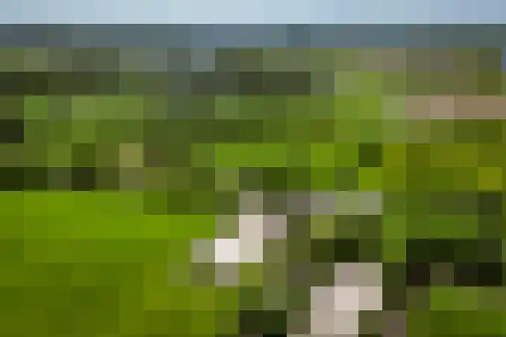Breedijk 3 Ryptsjerk thumbnail 4