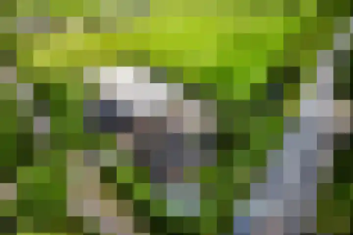 Breedijk 3 Ryptsjerk thumbnail 62