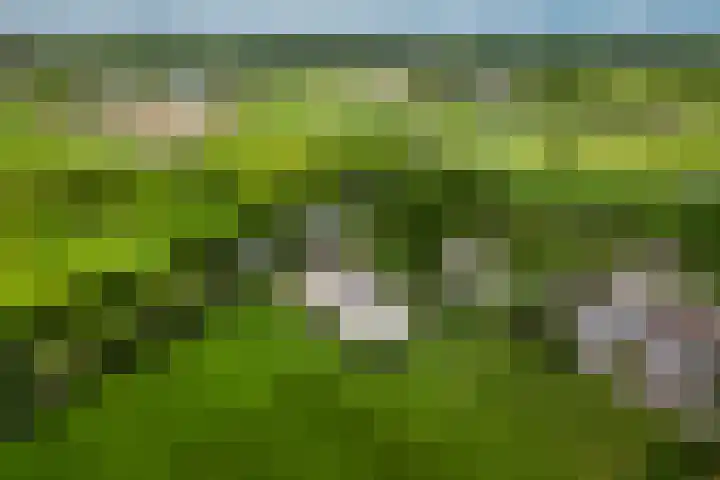 Breedijk 3 Ryptsjerk thumbnail 65