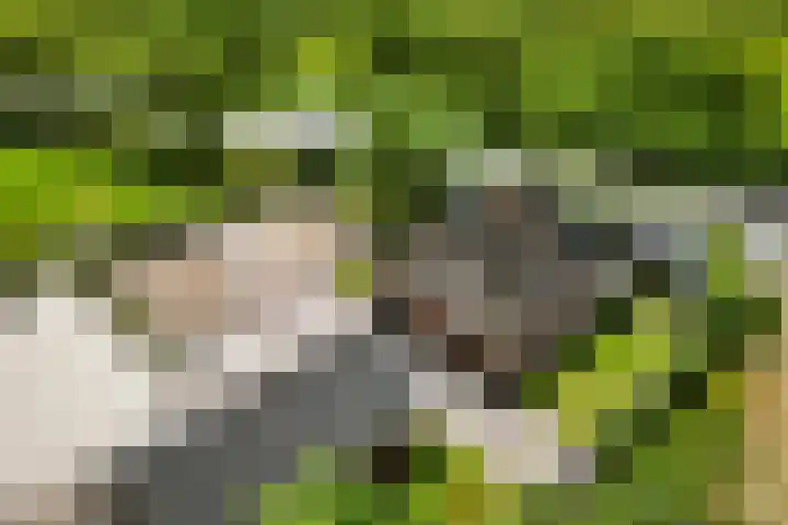Breedijk 3 Ryptsjerk thumbnail 68