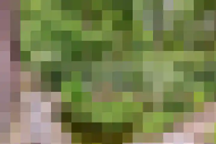 Bremhoeven 34 Rosmalen thumbnail 24