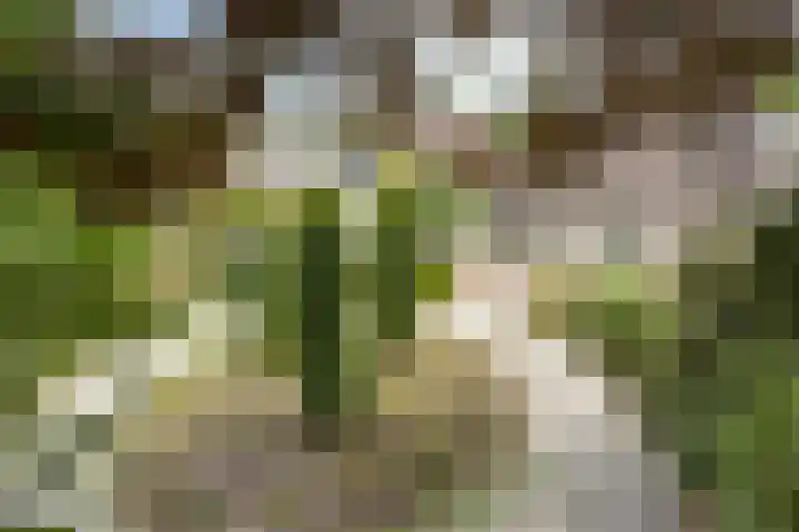 Breukrand 401 Uden thumbnail 4