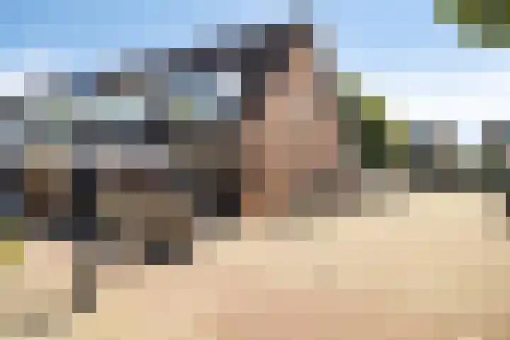 Bries 17 Noordwijk thumbnail 48