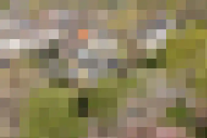 Brinklaan 32 Epe thumbnail 42