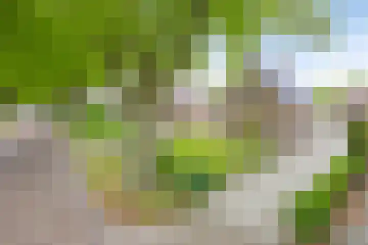 Brinkstraat 21 Diever thumbnail 33
