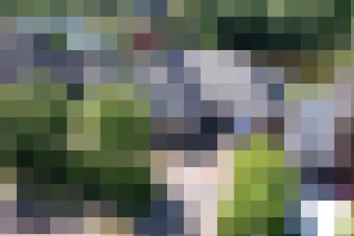 Broekfinne 155 De Wilgen thumbnail 44