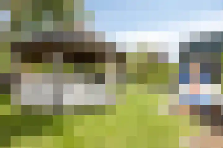 Bromelia 10 Dirksland thumbnail 36