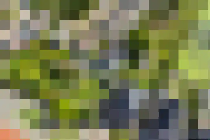 Bromelia 10 Dirksland thumbnail 47