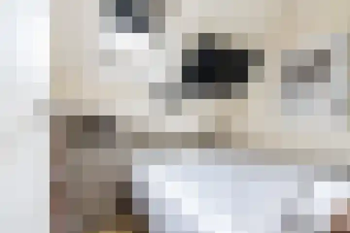 Bronkhorst 8 Andel thumbnail 28