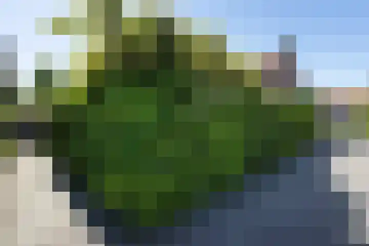 Bronkhorstkamp 15 Eibergen thumbnail 33