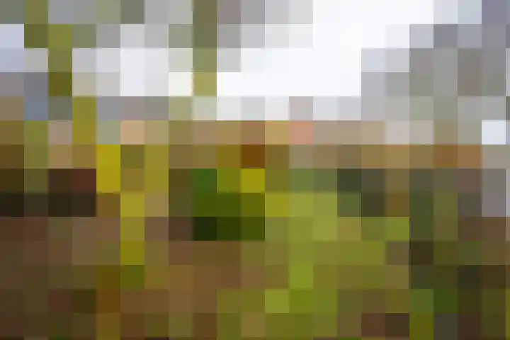 Brugakker 1605 Zeist thumbnail 25