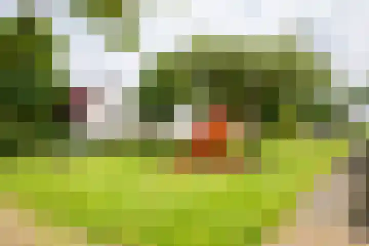 Bruine Akkers 48 Maarheeze thumbnail 56