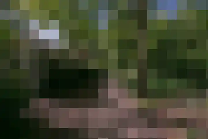 Bruine Akkers 48 Maarheeze thumbnail 60