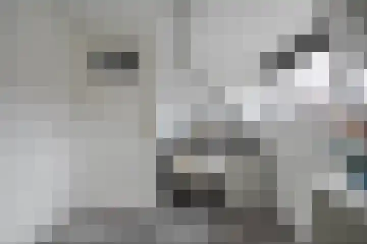 Brummelkampstraat 15 Kampen thumbnail 17