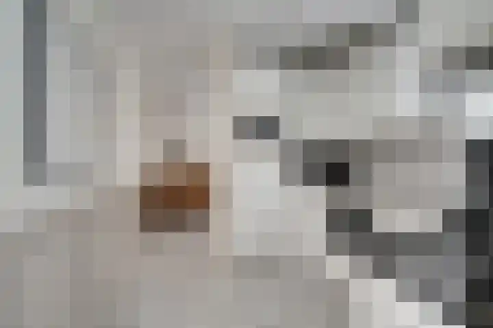Bugel 5 Zevenaar thumbnail 19