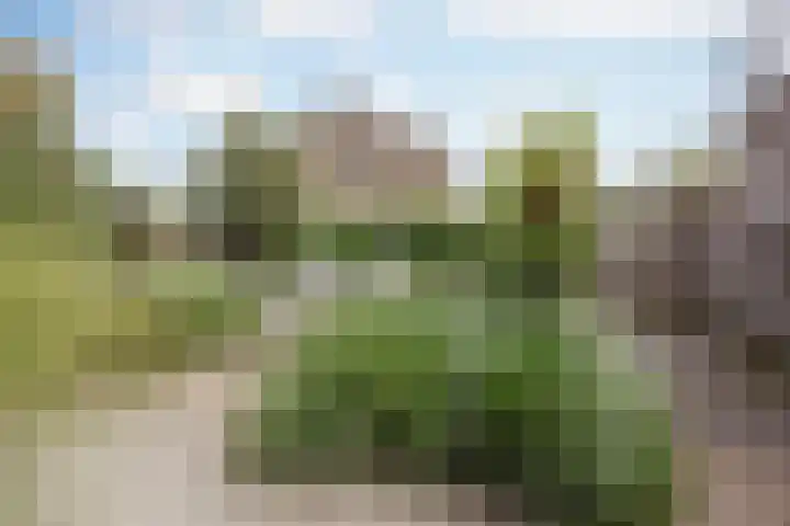 Buitendijk 122 Hank thumbnail 14