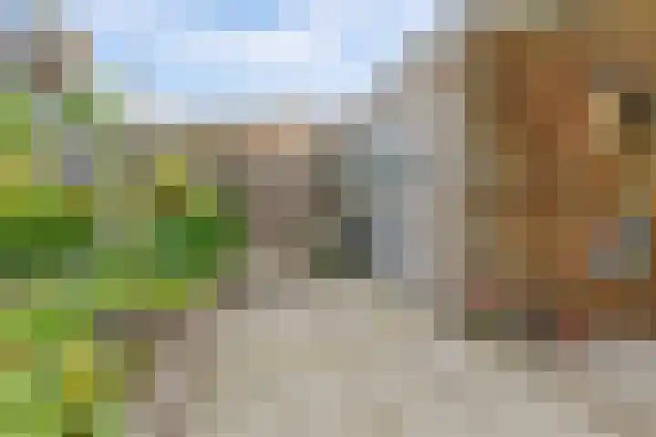 Buitensingel 42 Ellecom thumbnail 33