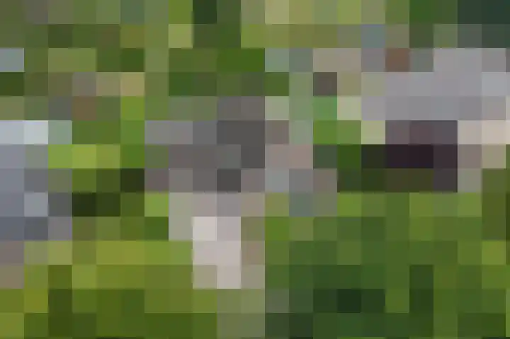 Buitensingel 83 Sappemeer thumbnail 9