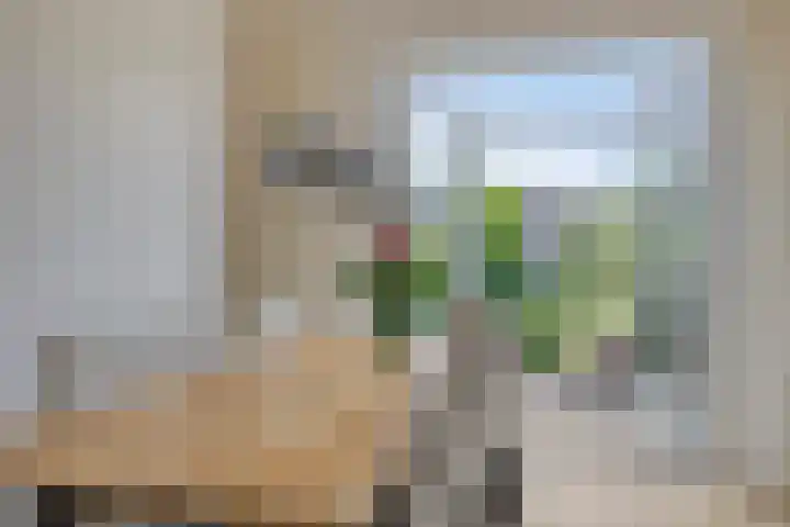 Buizerd 20 Baflo foto 2