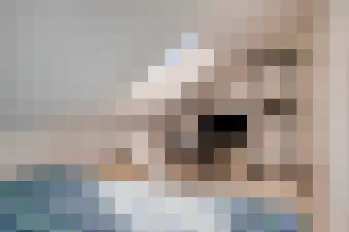 Buizerd 20 Baflo thumbnail 30