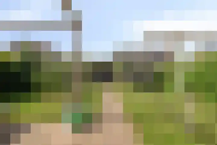 Buizerd 20 Baflo thumbnail 32