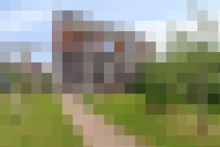 Buizerd 20 Baflo thumbnail 34