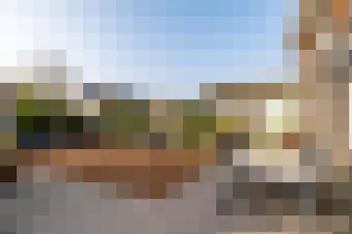 Buizerd 22 Baflo foto 2