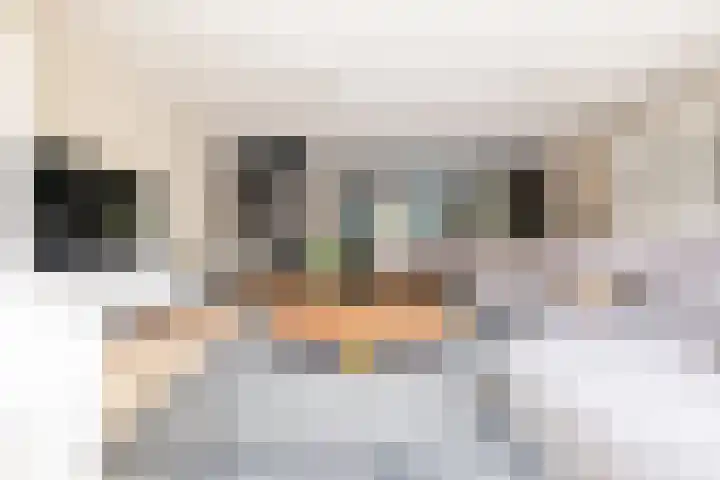 Buizerd 22 Baflo thumbnail 31