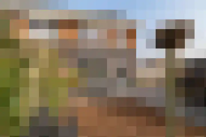 Buizerd 22 Baflo thumbnail 31